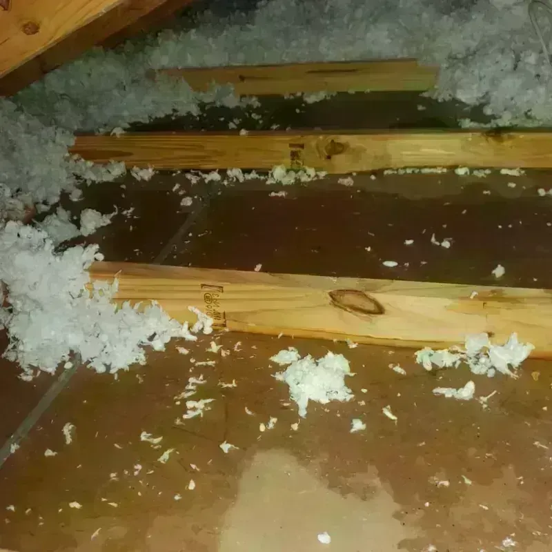 Attic Water Damage in Hyde Park, IL